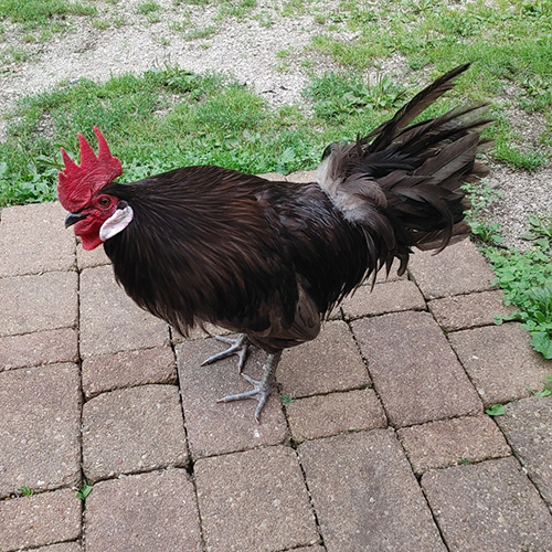 silver-bullet-aka-bully